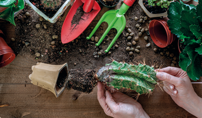 VIVÊNCIA: MANEJO COLABORATIVO CACTÁRIO